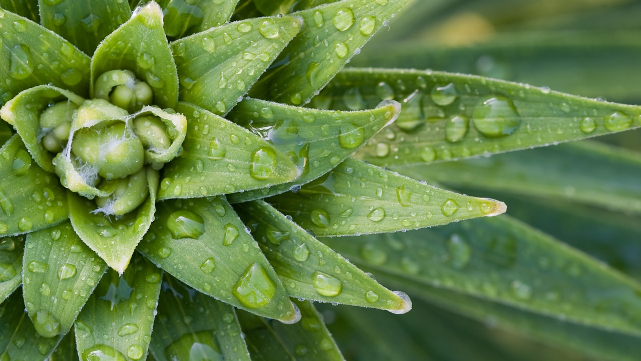 Behold: The 12 Best Indoor Hanging Plants To Breathe New Life Into Your Space
